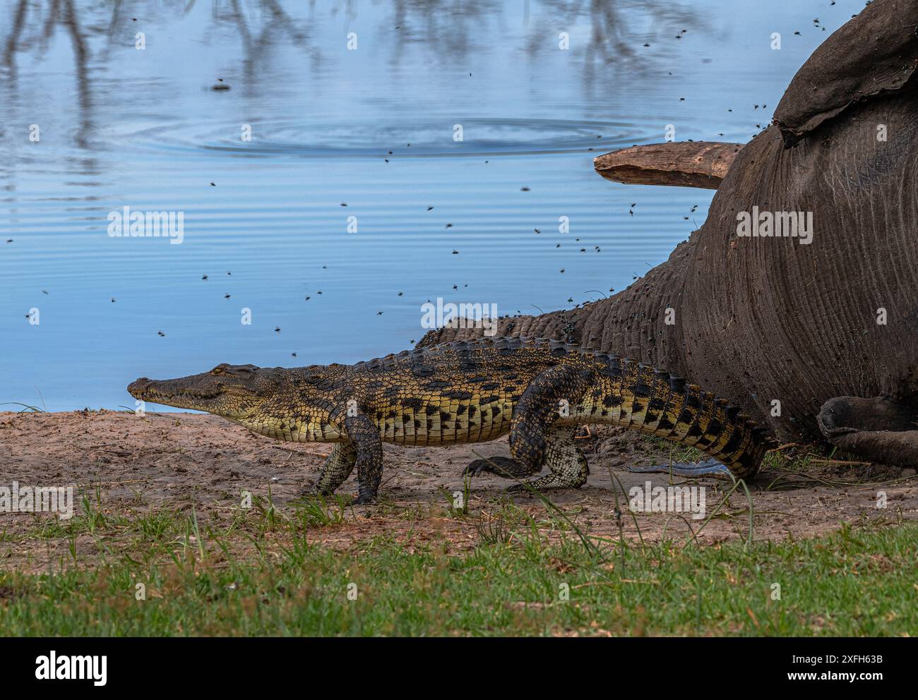 Toter Elefant mit Krokodilen im Okavango-Delta, Botswana Stockfoto