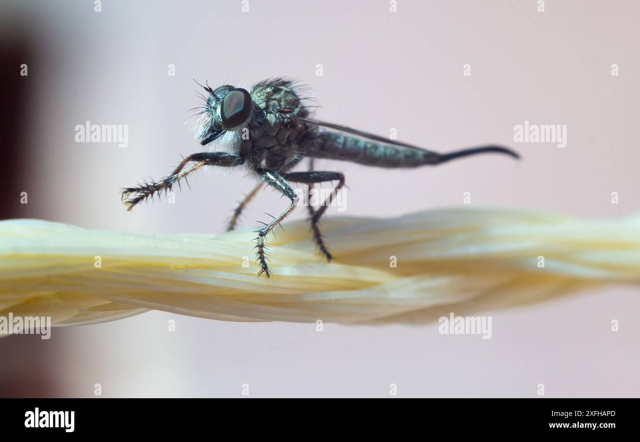 Räuberfliege posiert an einem Seil. Makrofotografie Stockfoto