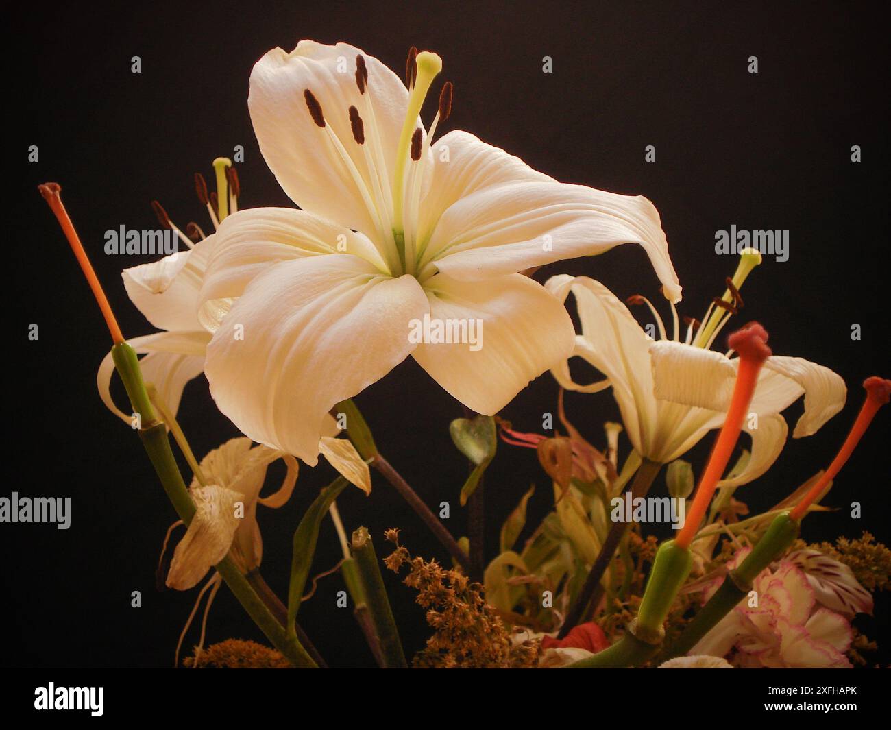 Weiße Lilien auf schwarzem Hintergrund. Stockfoto