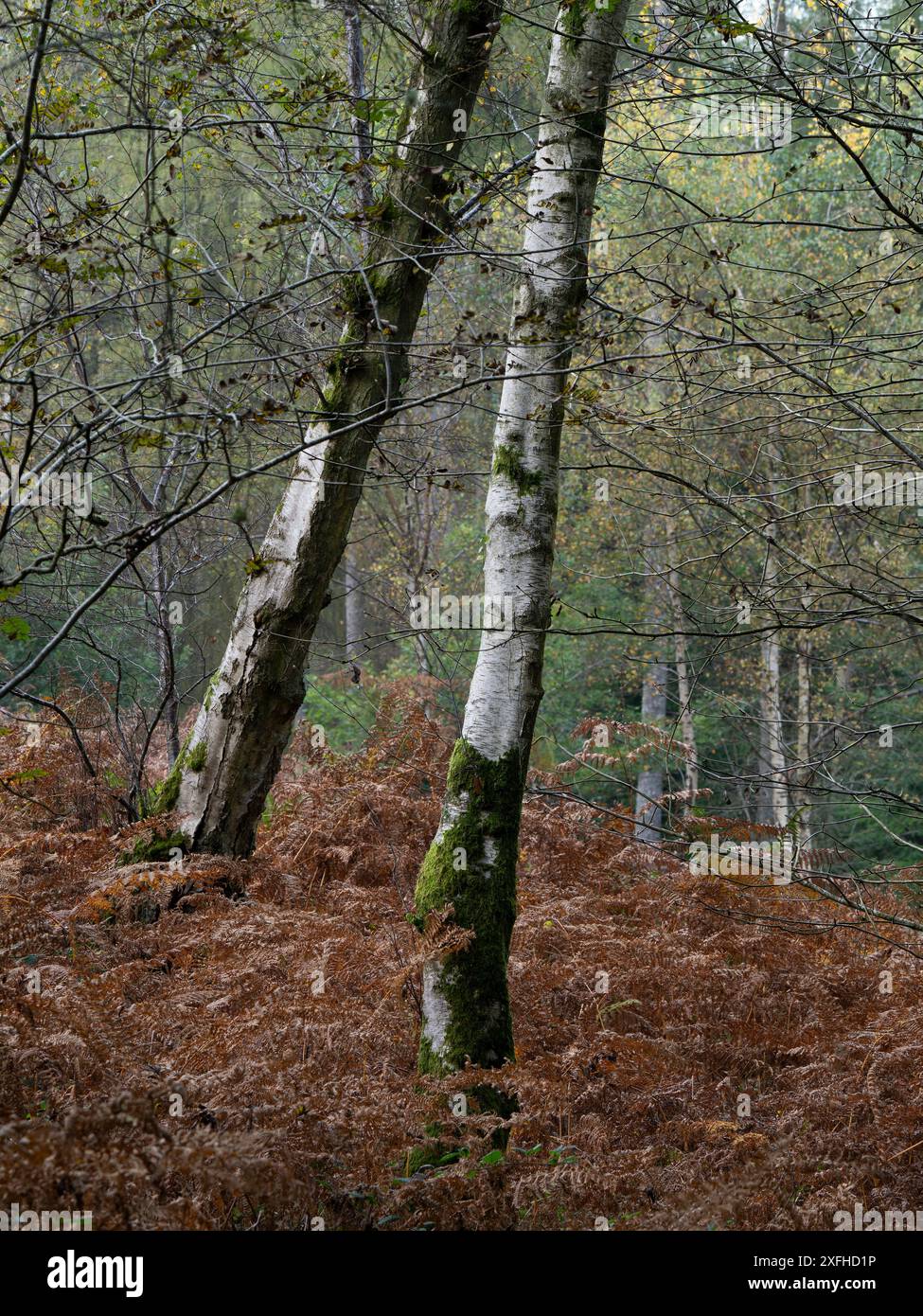 Mischwald in Mortimer Forest, Ludlow, Shropshire, Großbritannien Stockfoto