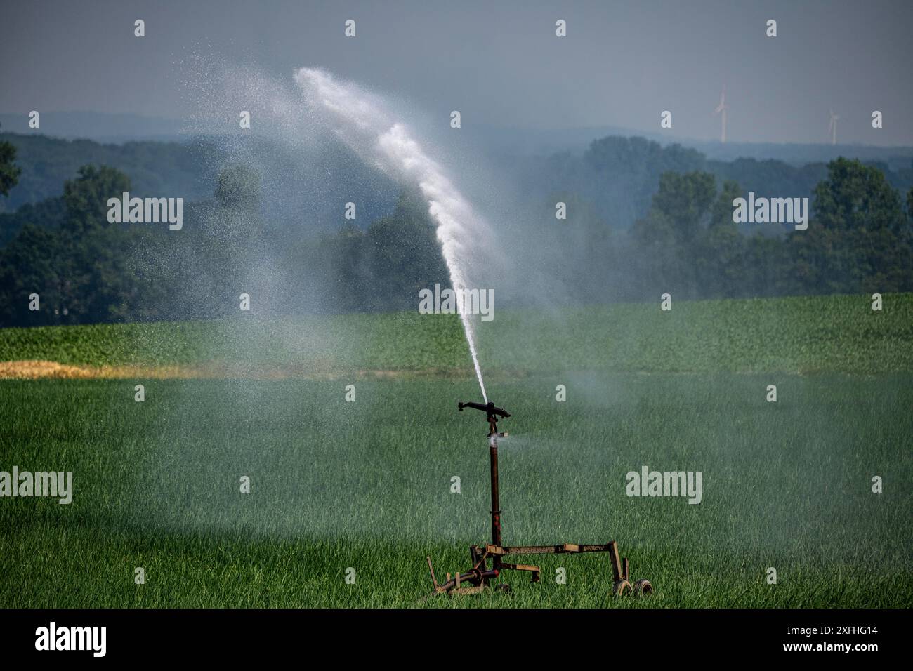 Ein Feld mit Zwiebeln wird künstlich bewässert, Wasser wird über eine Sprinkleranlage auf das Feld gesprüht, NRW, Deutschland Stockfoto