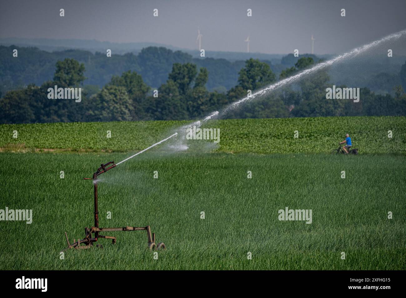 Ein Feld mit Zwiebeln wird künstlich bewässert, Wasser wird über eine Sprinkleranlage auf das Feld gesprüht, NRW, Deutschland Stockfoto