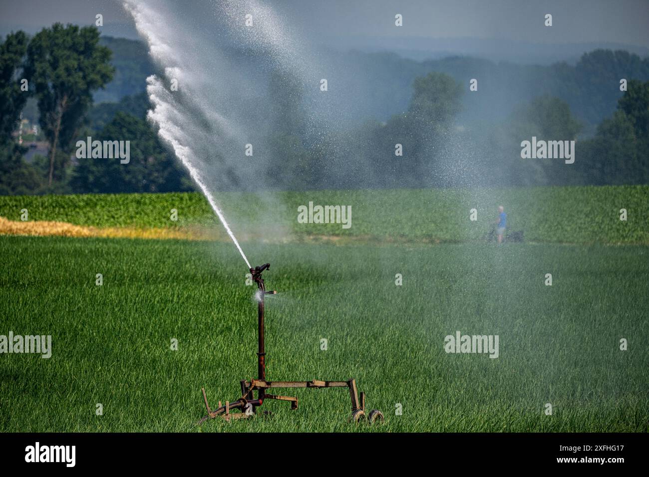 Ein Feld mit Zwiebeln wird künstlich bewässert, Wasser wird über eine Sprinkleranlage auf das Feld gesprüht, NRW, Deutschland Stockfoto