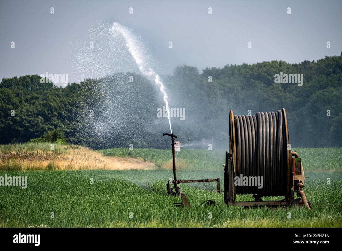 Ein Feld mit Zwiebeln wird künstlich bewässert, Wasser wird über eine Sprinkleranlage auf das Feld gesprüht, NRW, Deutschland Stockfoto