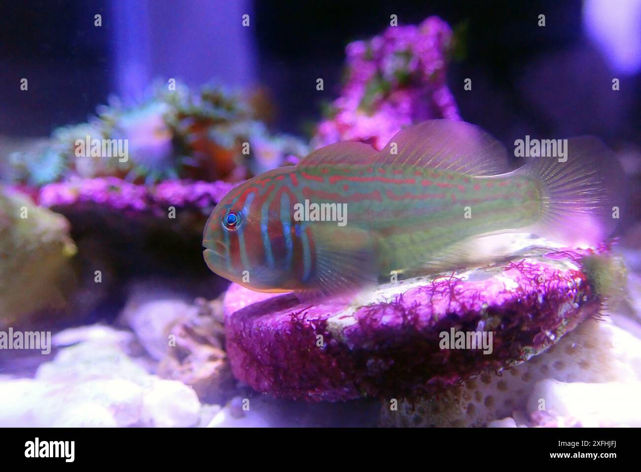 Grüne Koralle Goby-Gobiodon histrio Stockfoto