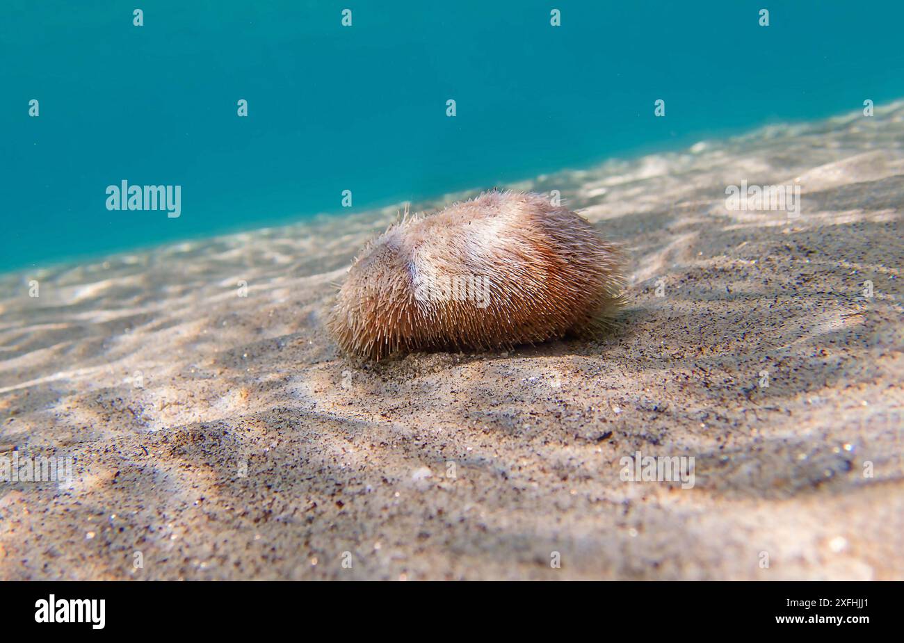 Xfhjj Echinocardium cordatum -Fotos und -Bildmaterial in hoher Auflösung – Alamy