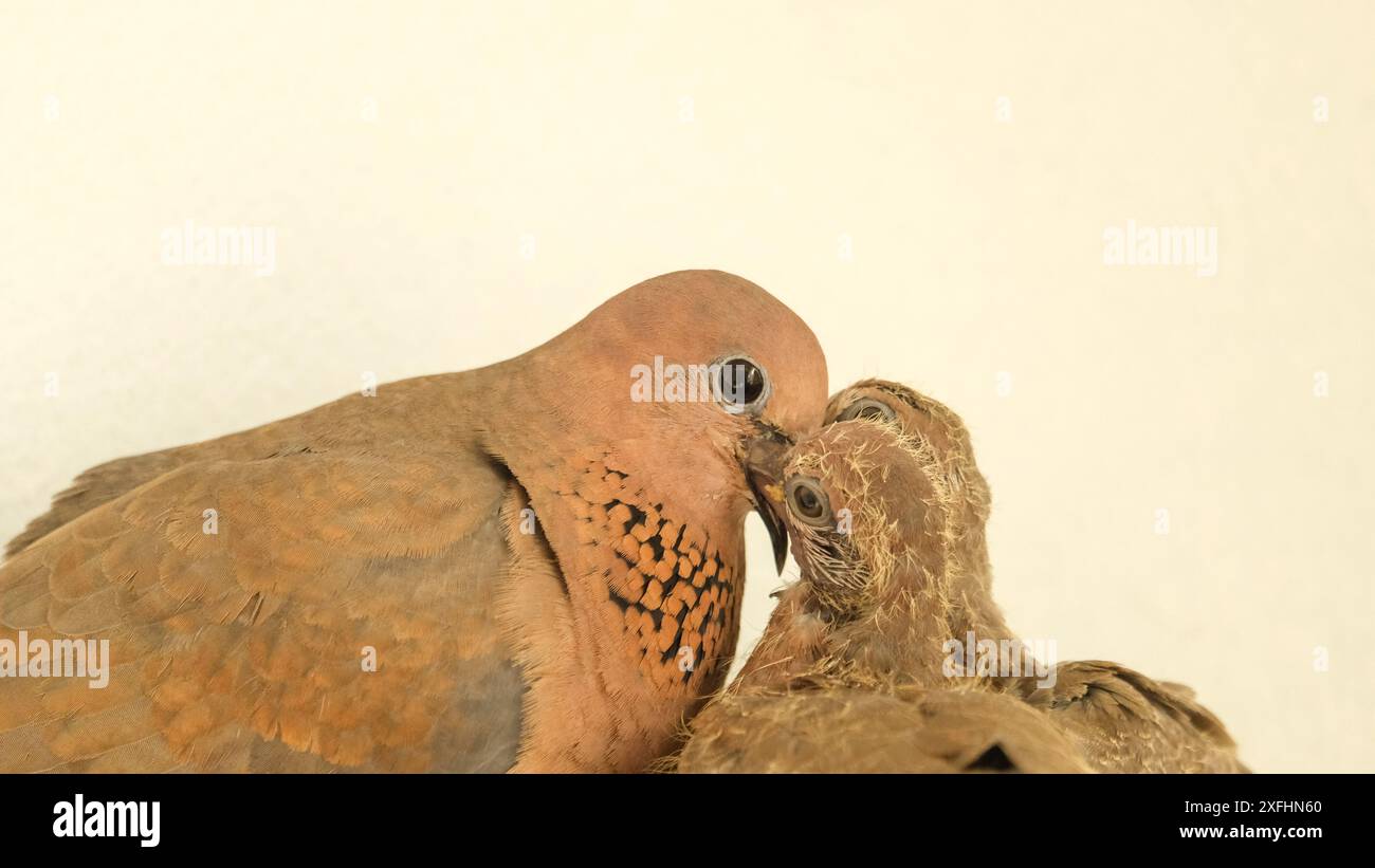 Eine Nahaufnahme einer Taube, die ihr Küken von Mund zu Mund im Nest füttert, zeigt die intime und pflegende Bindung zwischen dem Elternteil und seinen Jungen. Stockfoto