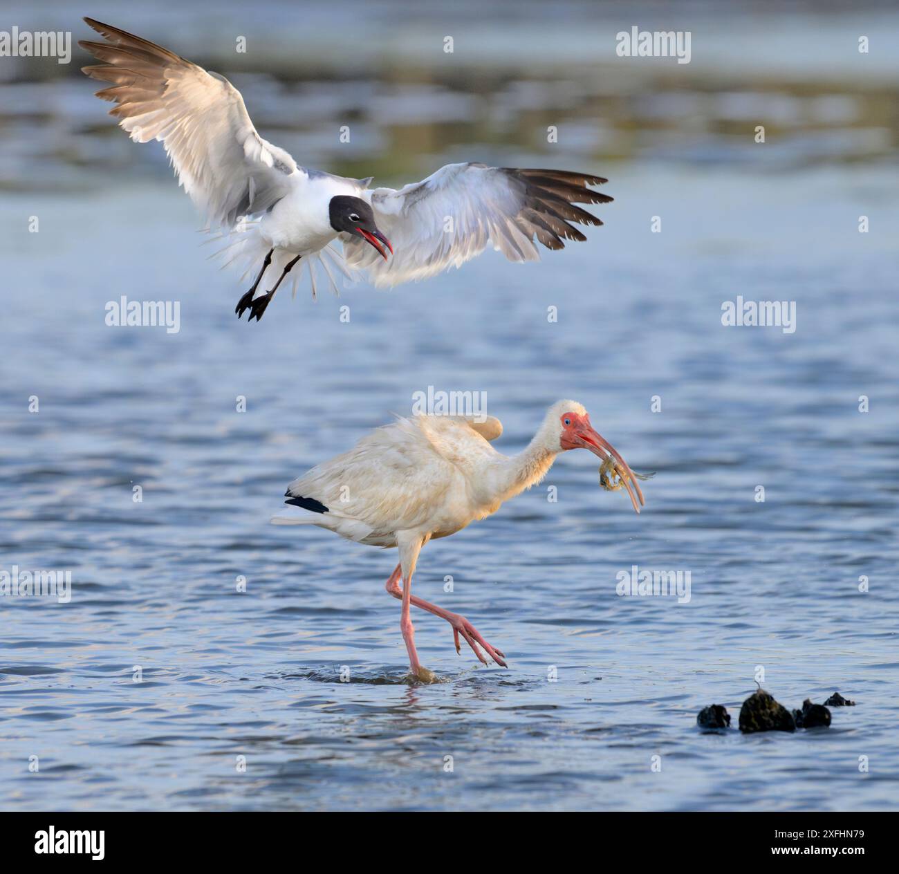 Lachmöwe (Leucophaeus atricilla) versucht, eine Gefangene Krabbe von einem weißen Ibis (Eudocimus albus), Galveston, Texas, USA, zu stehlen. Stockfoto