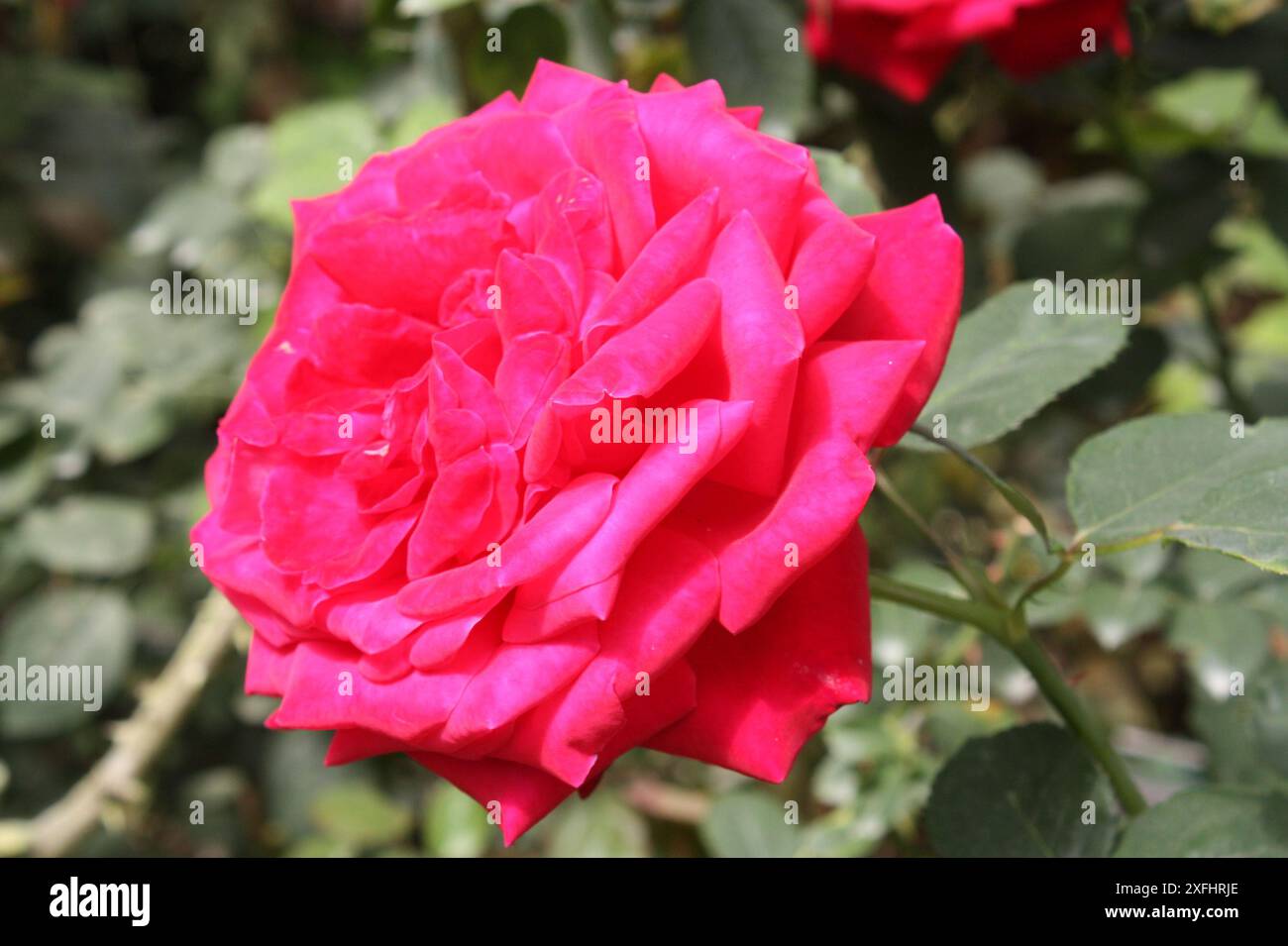 Roses Cameron Highland Malaysia Stockfoto