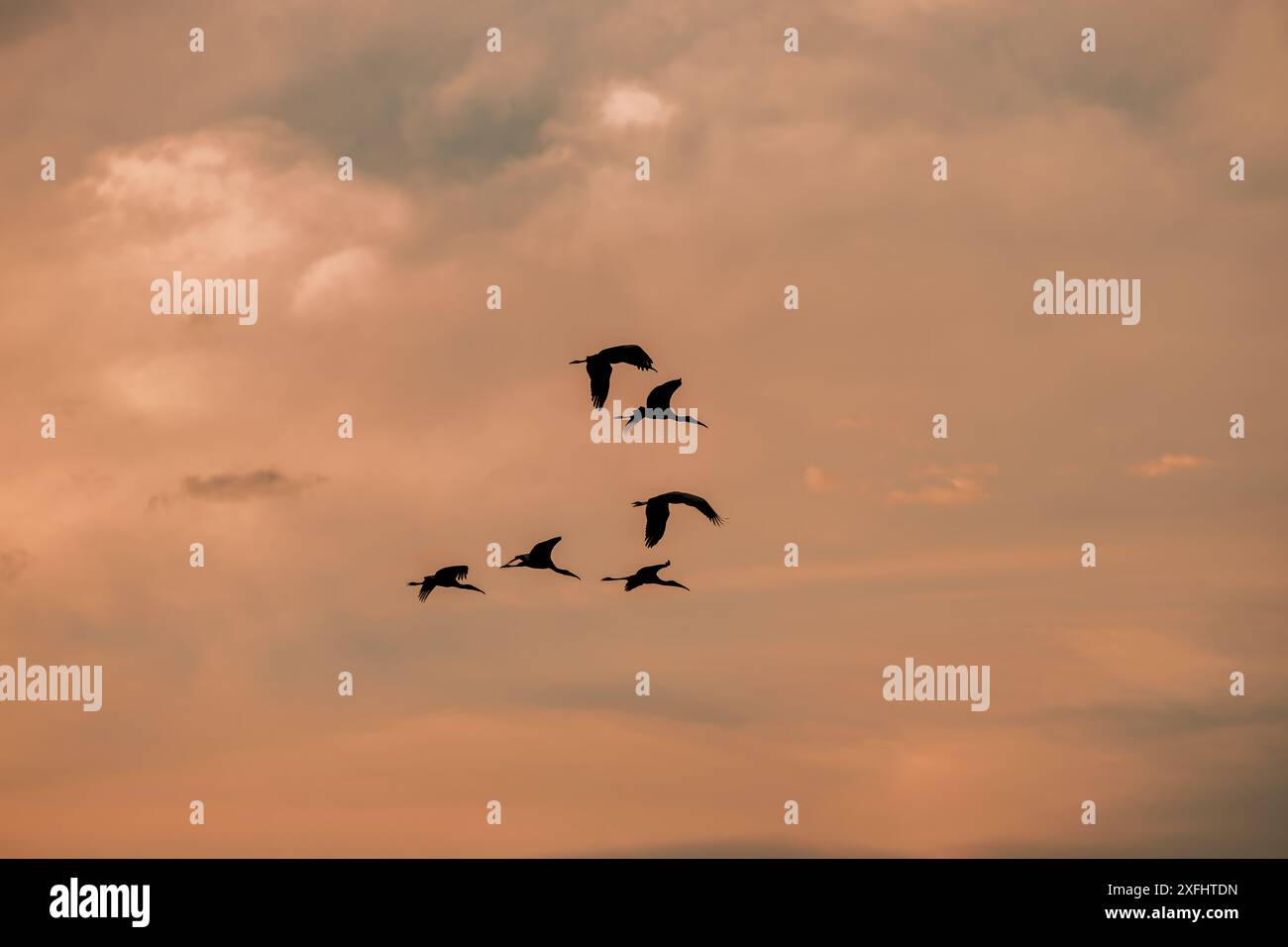 Herde von Tuyuyu (Mycteria Americana) in Silhouette bei Sonnenaufgang. Stockfoto