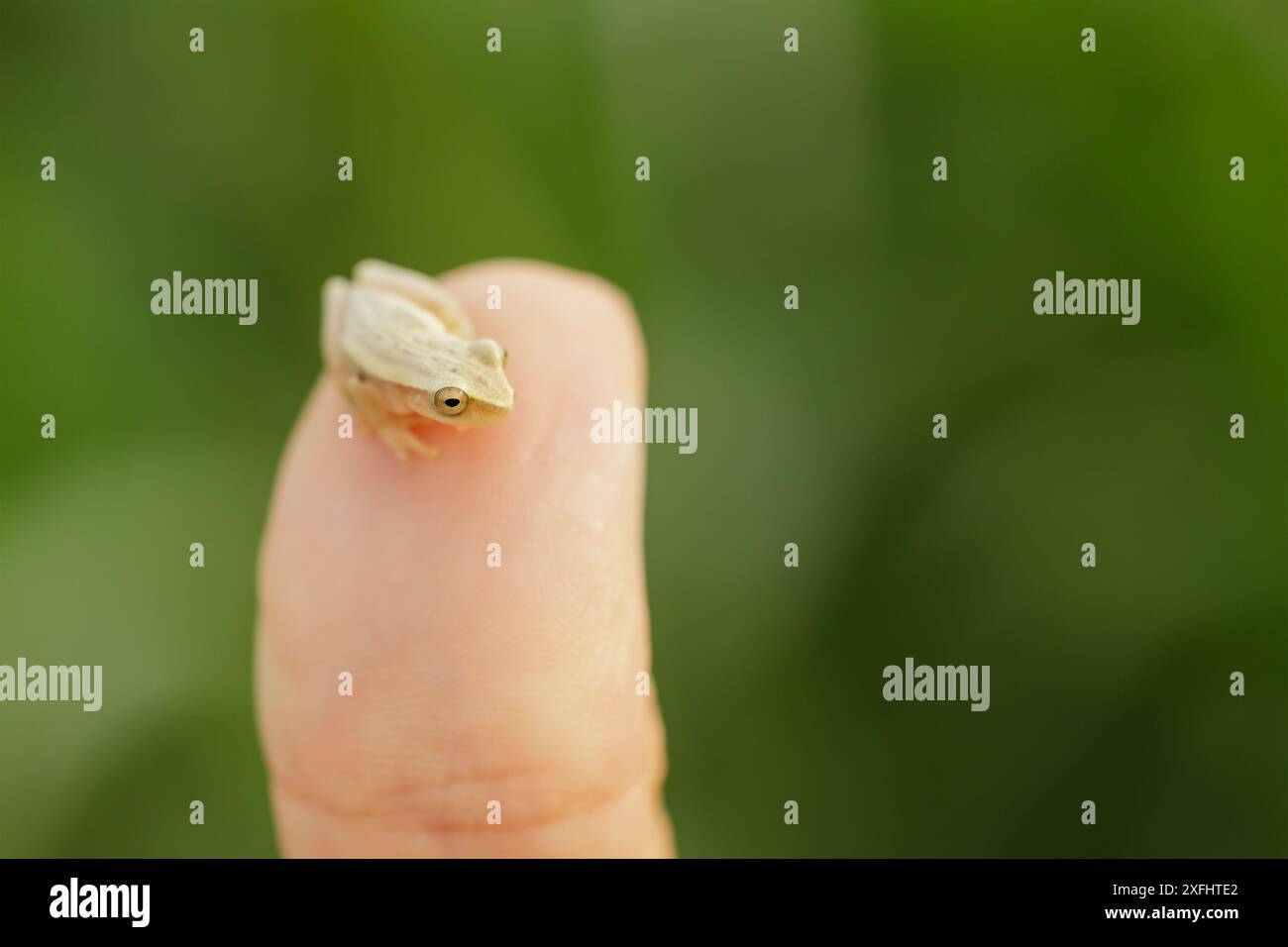 Baby-Montevideo-Baumfrosch (Boana pulchella) an der Daumenspitze. Foto in Santa Fe, Argentinien. Stockfoto
