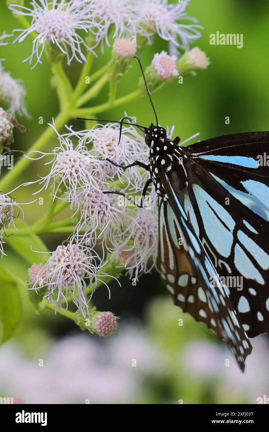 Wunderschöner blauer Tigerfalter (Tirumala Limniace), der in südasien gefunden wird, saugt Nektar und bestäubt die Blüte Stockfoto