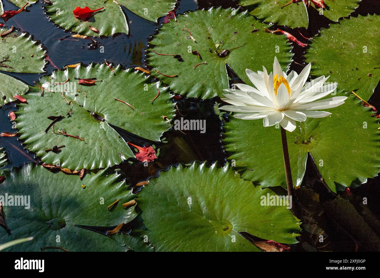 14. November 2007, Bali, Indonesien: Weißer Lotus in einem Teich. Stockfoto