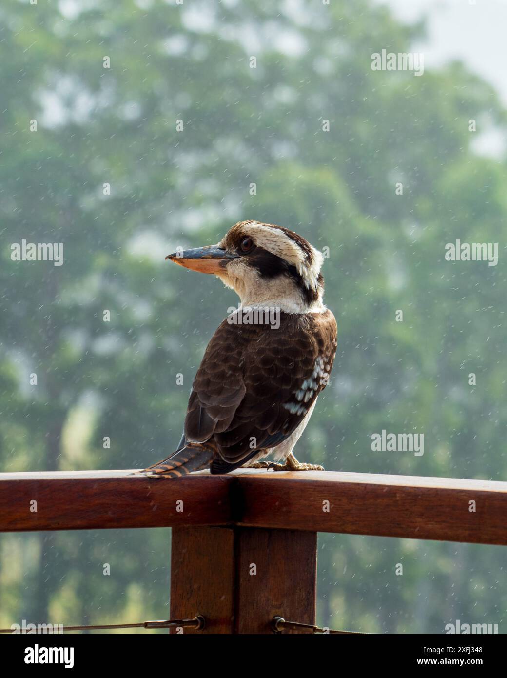 Kookaburra im Regen, vom Balkongeländer aus beobachtet, von hinten, Kopf und Gesicht zur Seite gewendet, australische einheimische Vögel Stockfoto