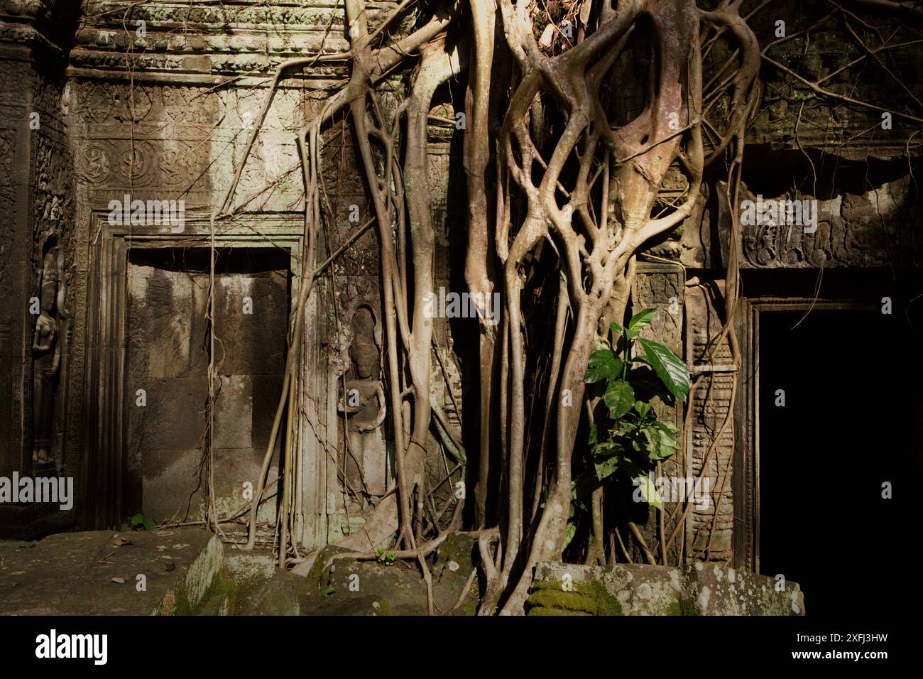 Riesige Baumwurzeln im Ta-Prohm-Tempel in Siem Reap, Kambodscha. Stockfoto