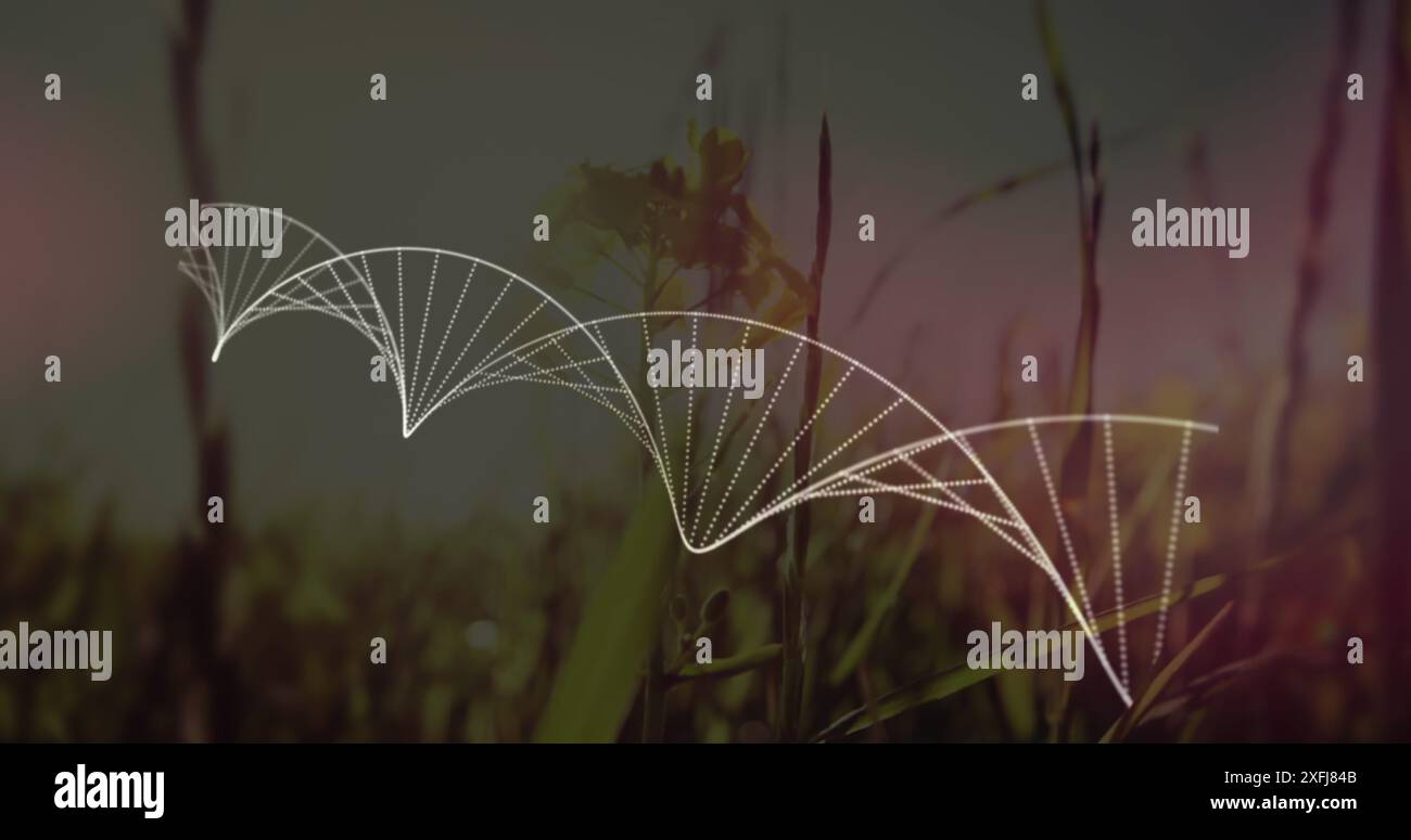 Digitale Zusammensetzung der dna-Struktur, die sich gegen im Wind bewegendes Gras dreht Stockfoto