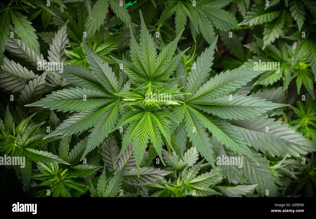 Gesundes grünes Cannabisblatt Hintergrund. CBD-medizinisches Marihuana-Pflanzenkraut und Arzneimittelkonzept. Stockfoto