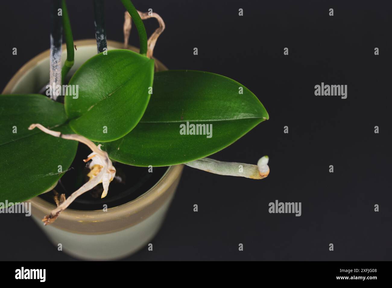 Grüne Blätter der Orchideenblume, Wurzeln auf schwarzem Hintergrund. Tropische Blume im Topf. Blumendekor. Anbau, Kultivierung exotischer Blumen. Kopierbereich für Text. Stockfoto