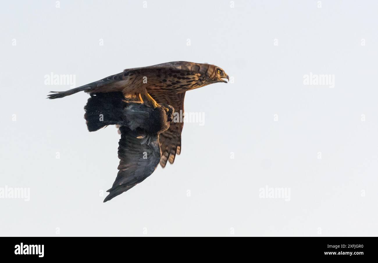 Junger nördlicher Goschawk (Accipiter gentilis) im schnellen Flug mit gefangener Taube am hellen Himmel Stockfoto