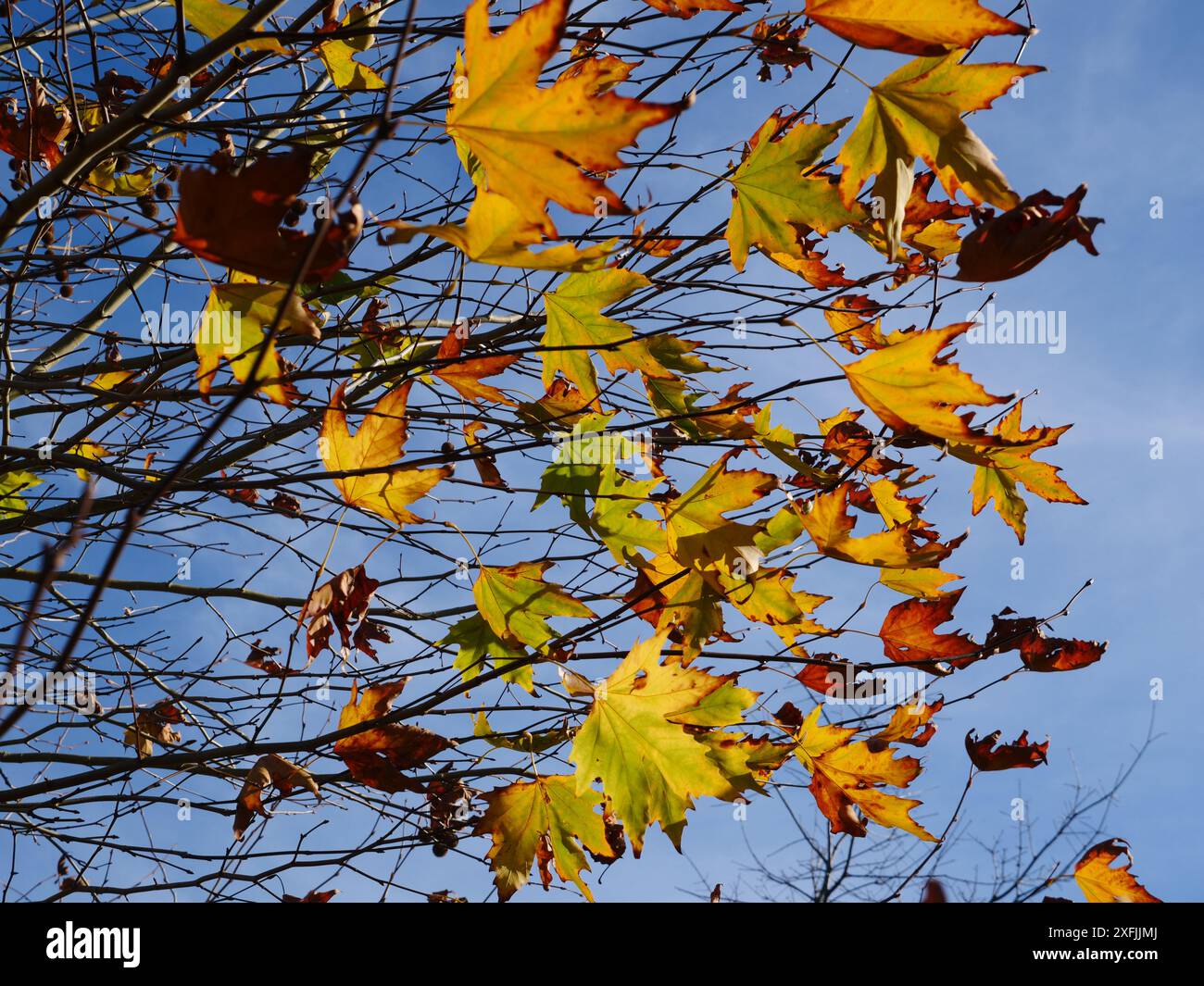 Die letzten bunten Herbstblätter halten sich noch an Ästen, die von der Wintersonne beleuchtet werden. Ort: Ngaruawahia Neuseeland Stockfoto