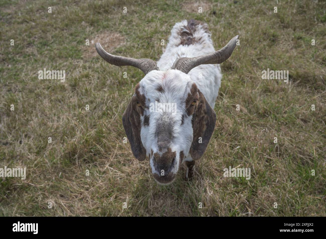Westafrikanische Zwergziege bzw. Capra aegagrus hircus in den Dünen von Sankt Peter-Ording, Nordsee, Nordfriesland, Eiderstedt Halbinsel, Schleswig-Holstein, Germa Stockfoto