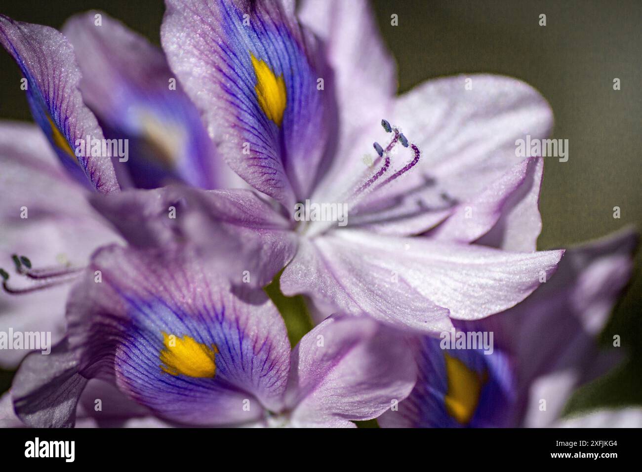 Bali, Indonesien - 29. Mai 2013: Pontederia crassipes Bali Travel and Living. Stockfoto