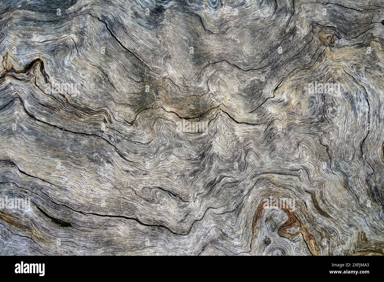 Alte Eichenholzstruktur mit natürlichen Mustern. Abstrakter Hintergrund und Textur für Design. Stockfoto