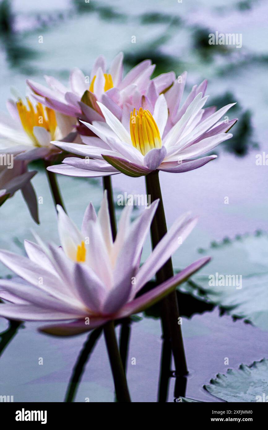 Bali, Indonesien - 29. Mai 2013: Die Lotusblüte blüht in einem weichen Licht. Stockfoto