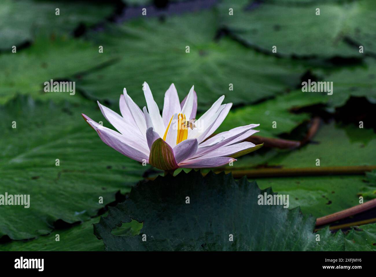 Bali, Indonesien - 29. Mai 2013: Die Lotusblüte blüht in einem weichen Licht. Stockfoto