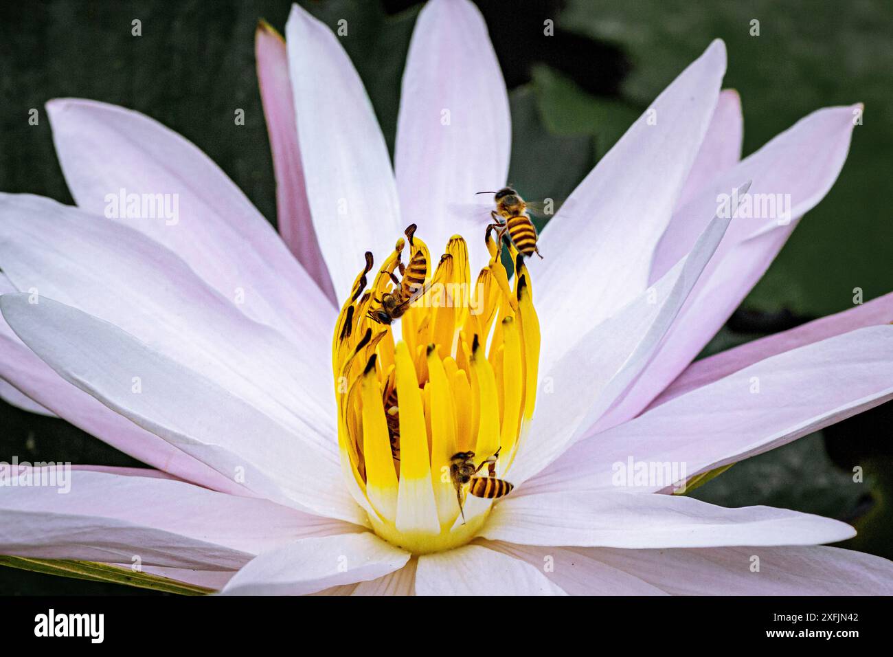 Bali, Indonesien - 29. Mai 2013: Die Lotusblüte blüht in einem weichen Licht. Stockfoto