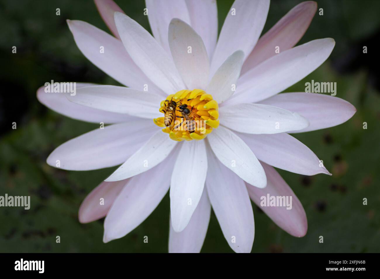 Bali, Indonesien - 29. Mai 2013: Die Lotusblüte blüht in einem weichen Licht. Stockfoto