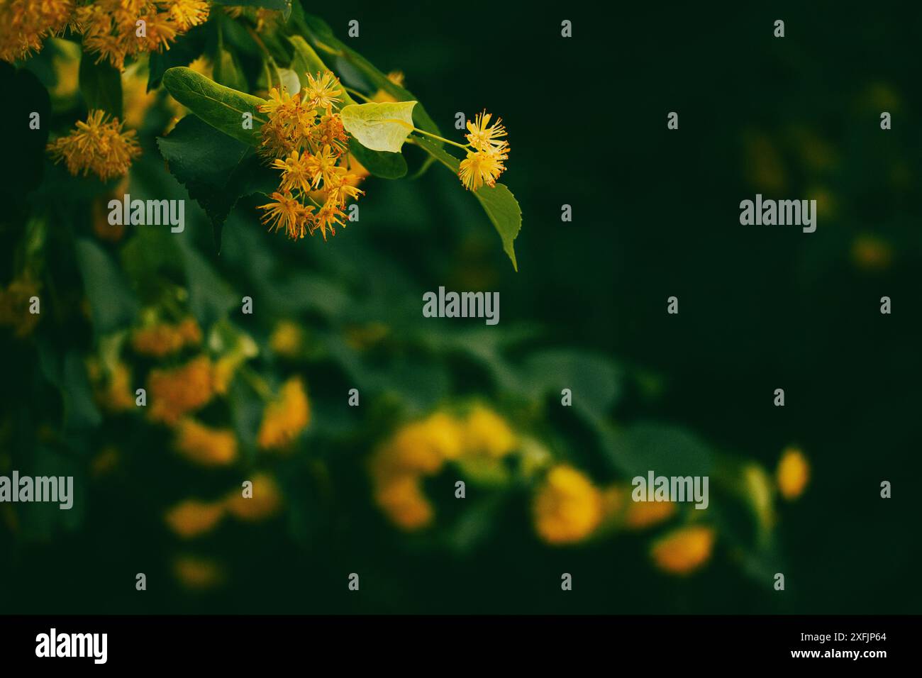 Ein Zweig einer Linde mit gelben kleinen Blüten mit Honigduft in einem Frühlingspark. Laubblühender Baum im April. Blühender Baumzweig. Stockfoto