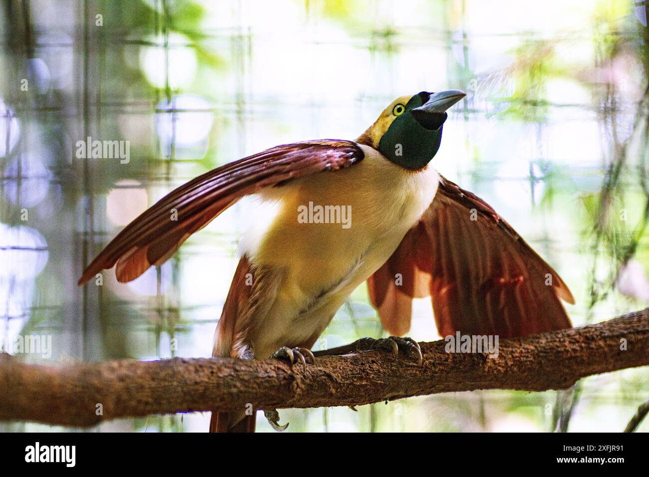 Bali, Indonesien - 4. Juni 2013: Cendrawasih Bird, Bali Travel and Living. Stockfoto