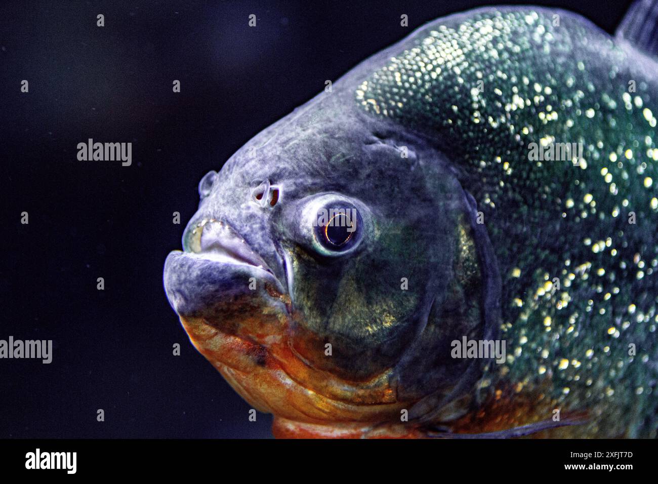 Bali, Indonesien - 29. Mai 2013: Piranha im Aquarienzoo. Stockfoto