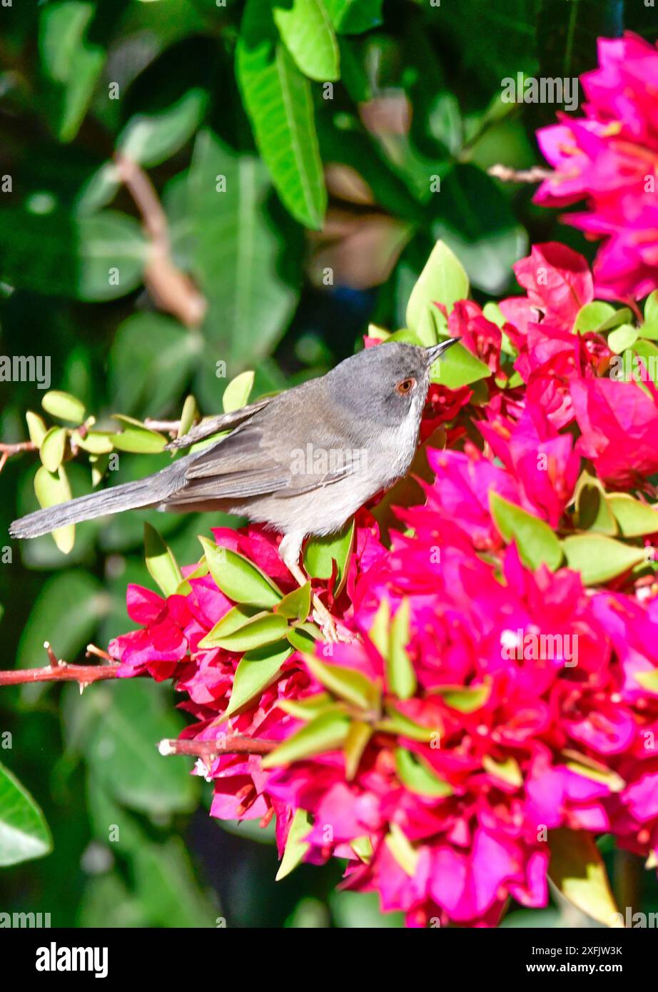 Curruca melanocephala valverdei Stockfoto