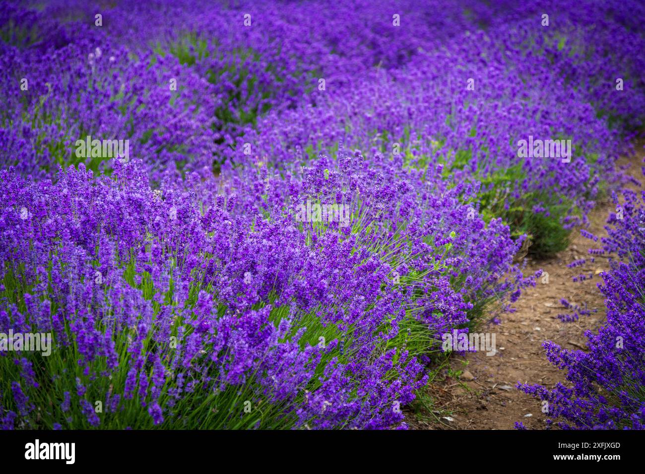 Reihen dicht gepflanzten Lavendels in voller Blüte Stockfoto