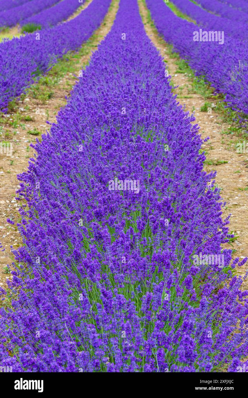 Reihen Lavendel in voller Blüte Stockfoto