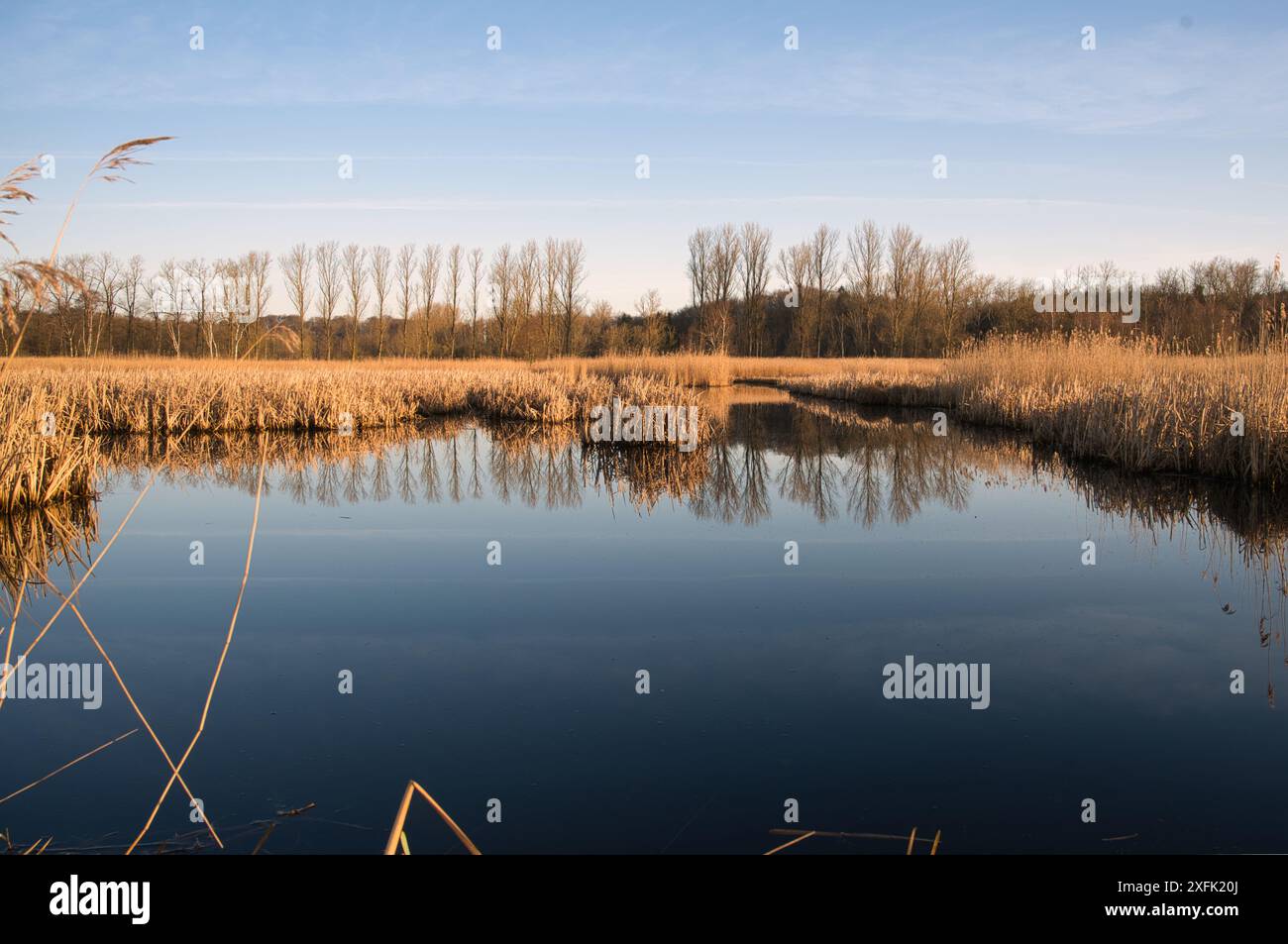 Ruhige Feuchtlandschaften mit ruhigem Wasser, das Bäume reflektiert, während der goldenen Stunde in einer ruhigen natürlichen Umgebung Stockfoto