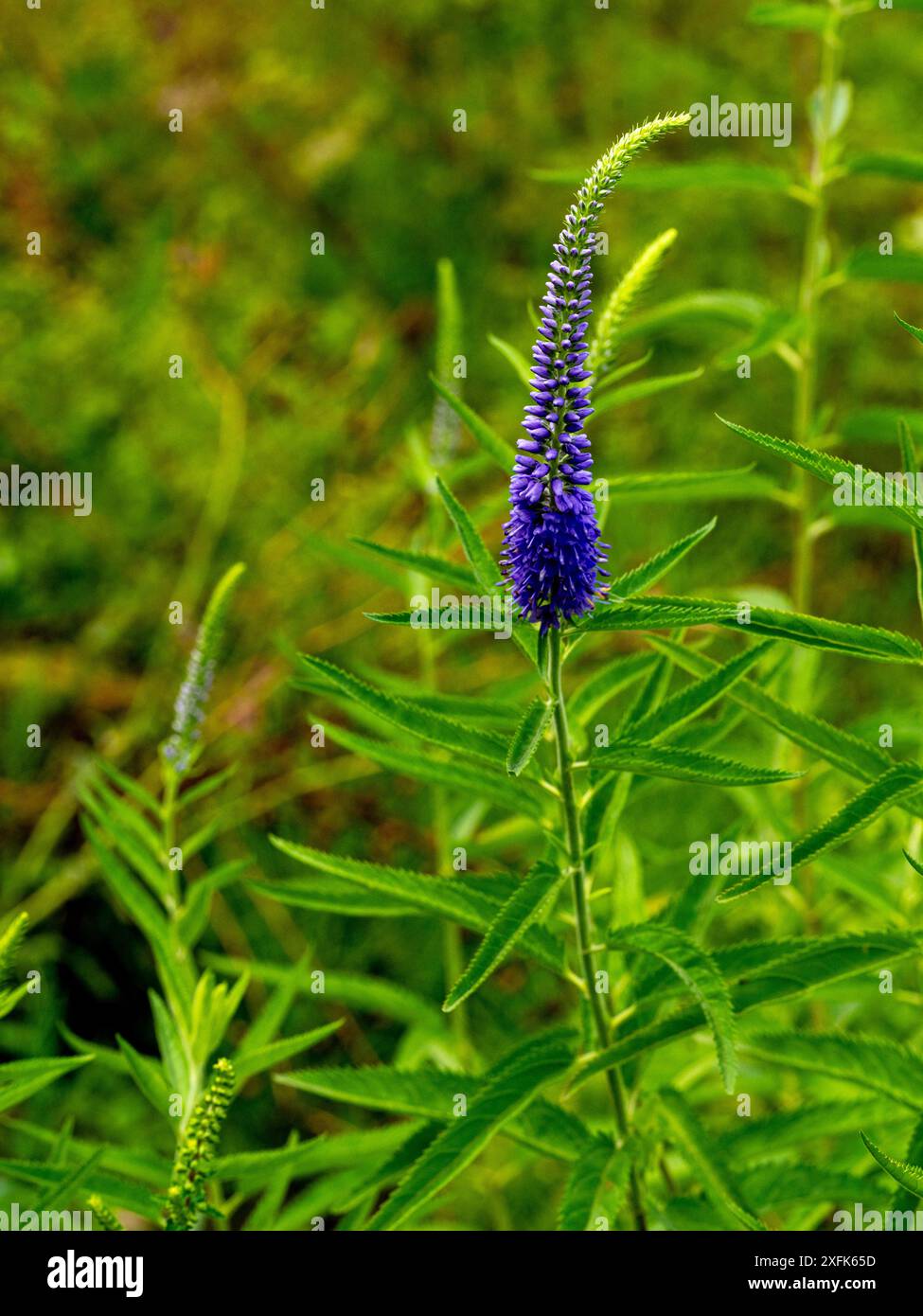 Spiked speedwell (Veronica longifolia,). Diese seltene Pflanzenart gedeiht an trockenen, mageren Standorten in Eurasien. Stockfoto
