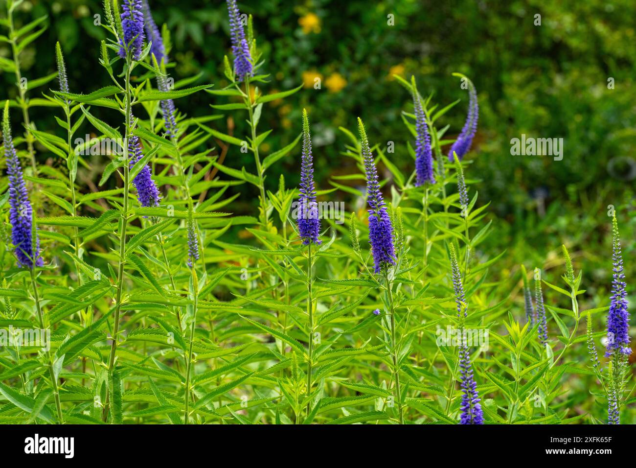 Spiked speedwell (Veronica longifolia,). Diese seltene Pflanzenart gedeiht an trockenen, mageren Standorten in Eurasien. Stockfoto