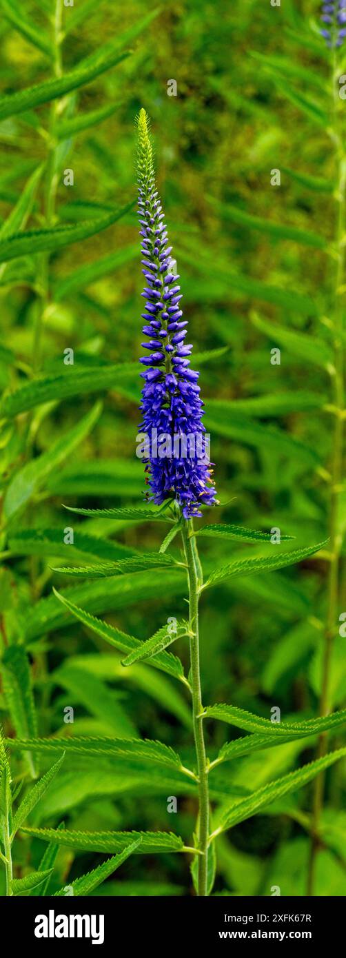 Spiked speedwell (Veronica longifolia,). Diese seltene Pflanzenart gedeiht an trockenen, mageren Standorten in Eurasien. Stockfoto