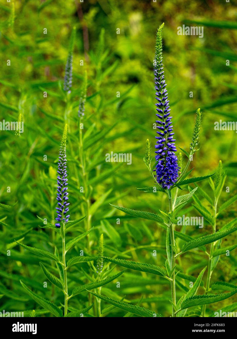 Spiked speedwell (Veronica longifolia,). Diese seltene Pflanzenart gedeiht an trockenen, mageren Standorten in Eurasien. Stockfoto
