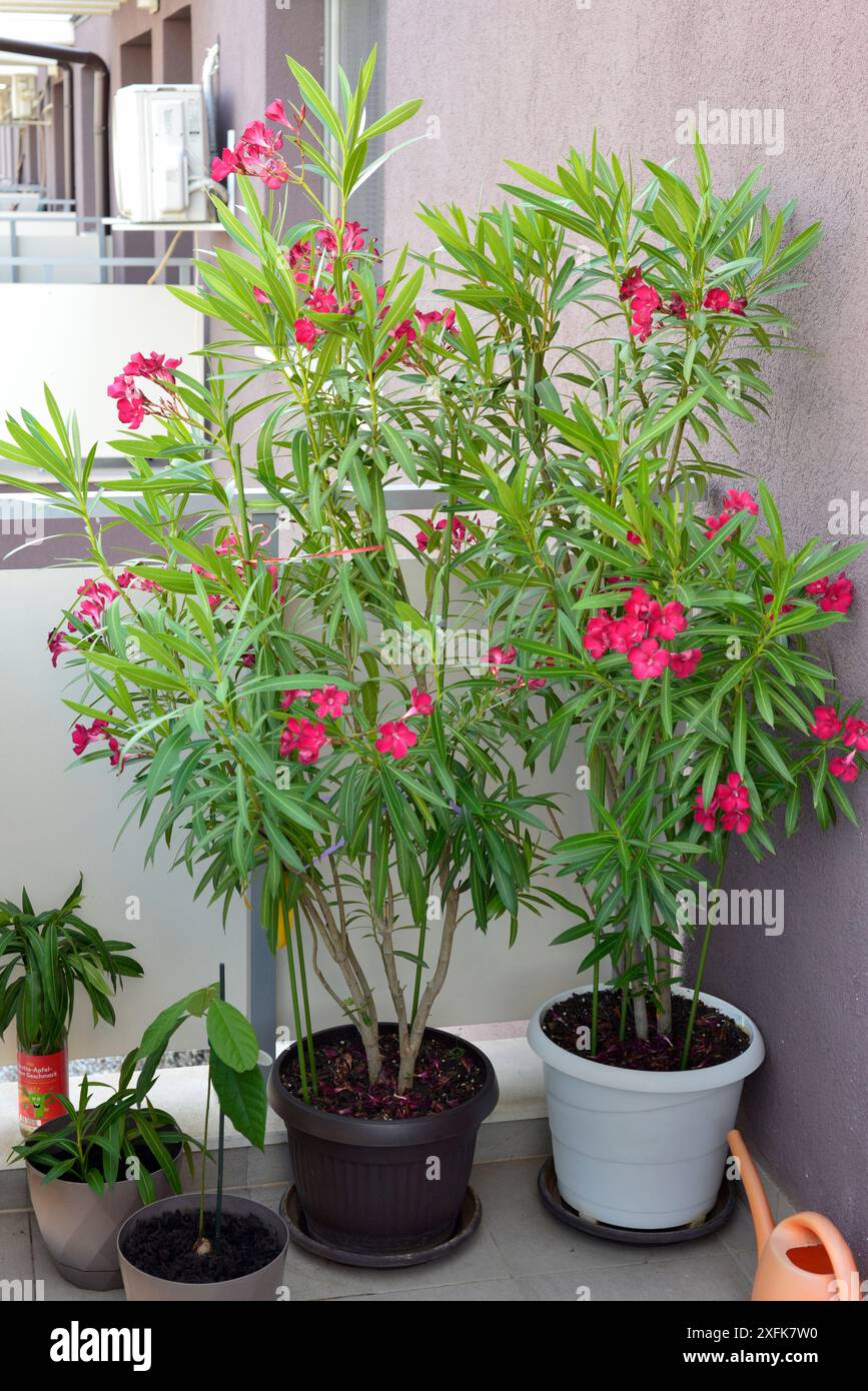 Oleander oder Rosebay 5 Jahre alte, einheimische Pflanzenbäume wachsen draußen auf dem Balkon des Apartments Stockfoto