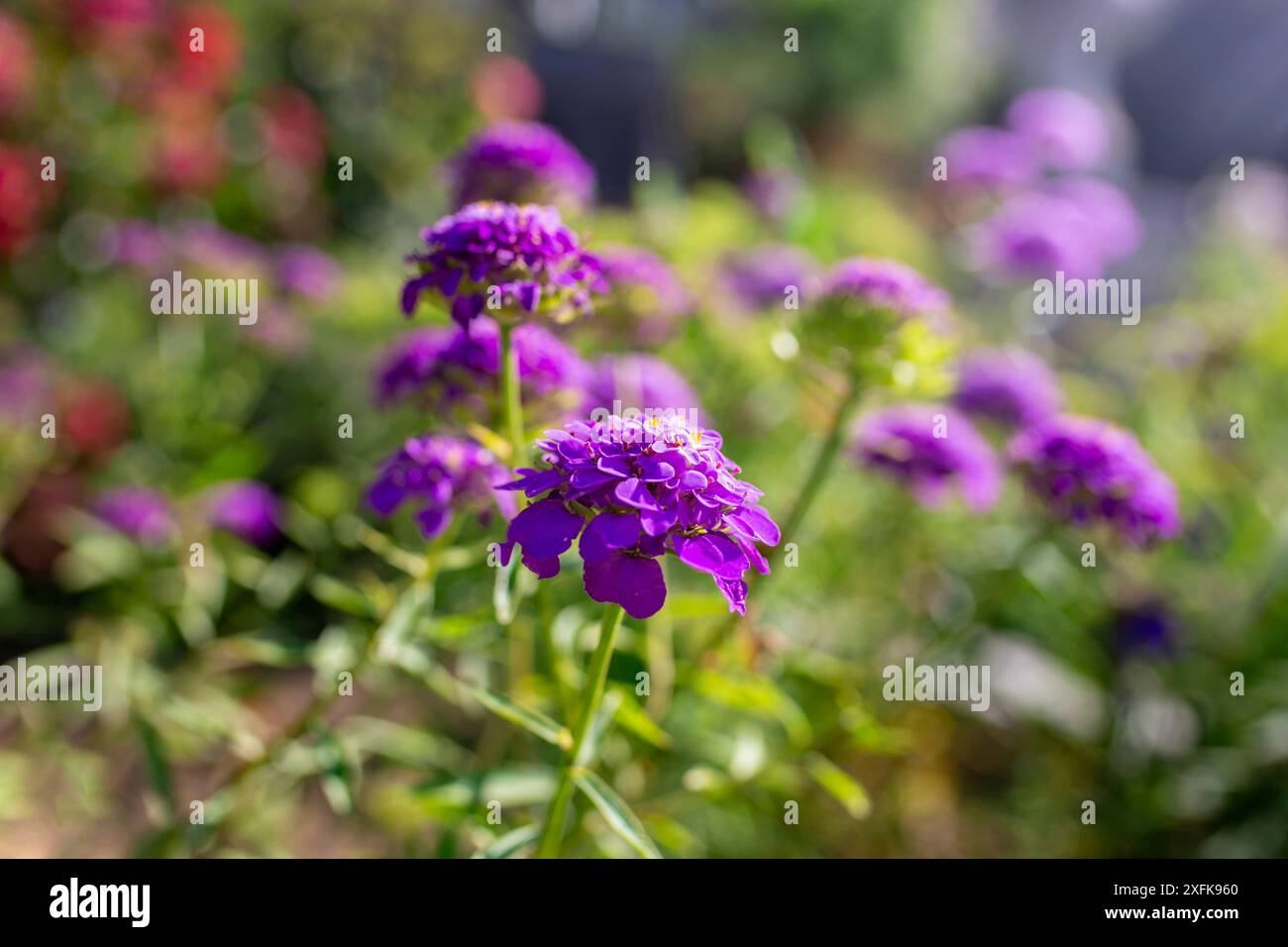 Zailaz Candytuft (Iberis sempervirens) Blumen, weicher Fokus Stockfoto