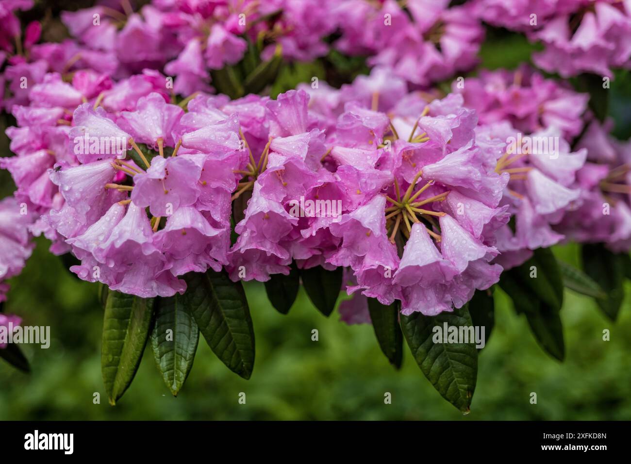 Blüten von Rhododendron argyrophyllum subsp. Nankingense, immergrüner Sträucher in der Familie Ericaceae, Heimatregion: China. Stockfoto