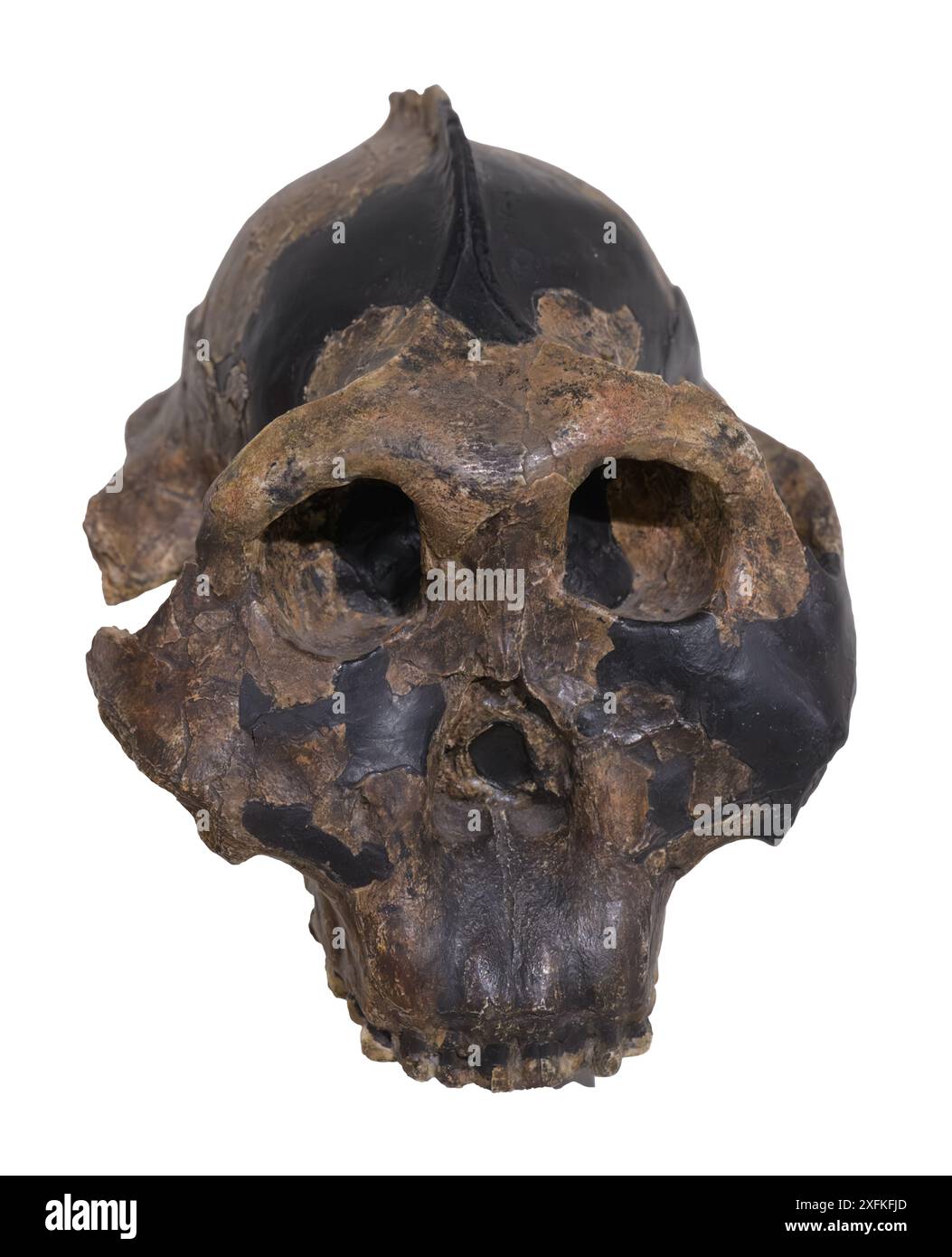 Paranthropus boisei ist eine australopithecinart aus dem frühen Pleistozän Ostafrikas vor etwa 2,5 bis 1,15 Millionen Jahren Stockfoto