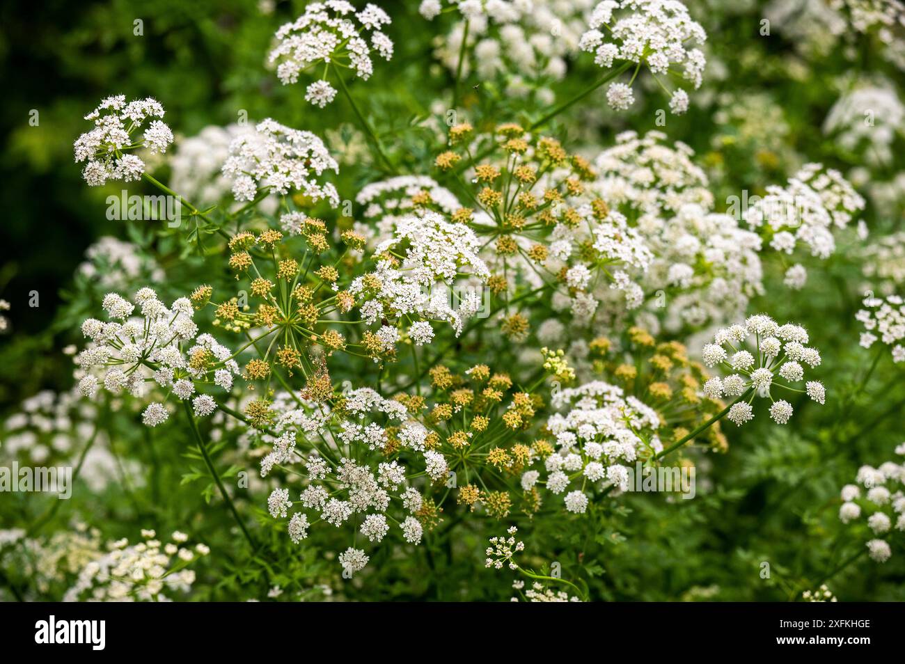 Hemlockpflanze ( Conium maculatum ), die in der Landschaft von Sussex wild wächst. Hemlock ist eine berüchtigte giftige Pflanze und produziert im Sommer schirmartige weiße Blüten. UK Credit Simon Dack Stockfoto
