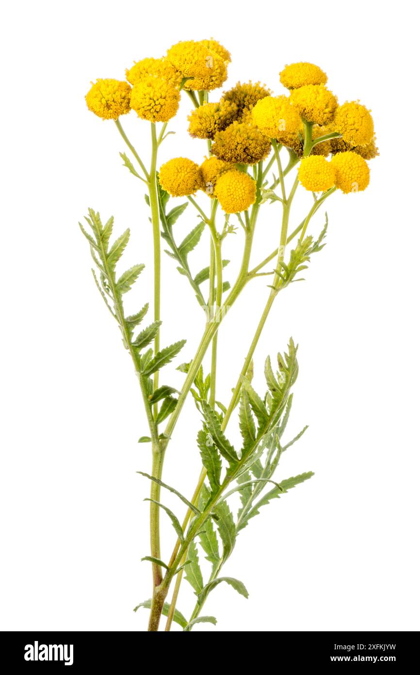 tansy (Tanacetum vulgare), Buchelberg, Pfalz, Deutschland. September. Projekt Meetyourneighbours.net Stockfoto