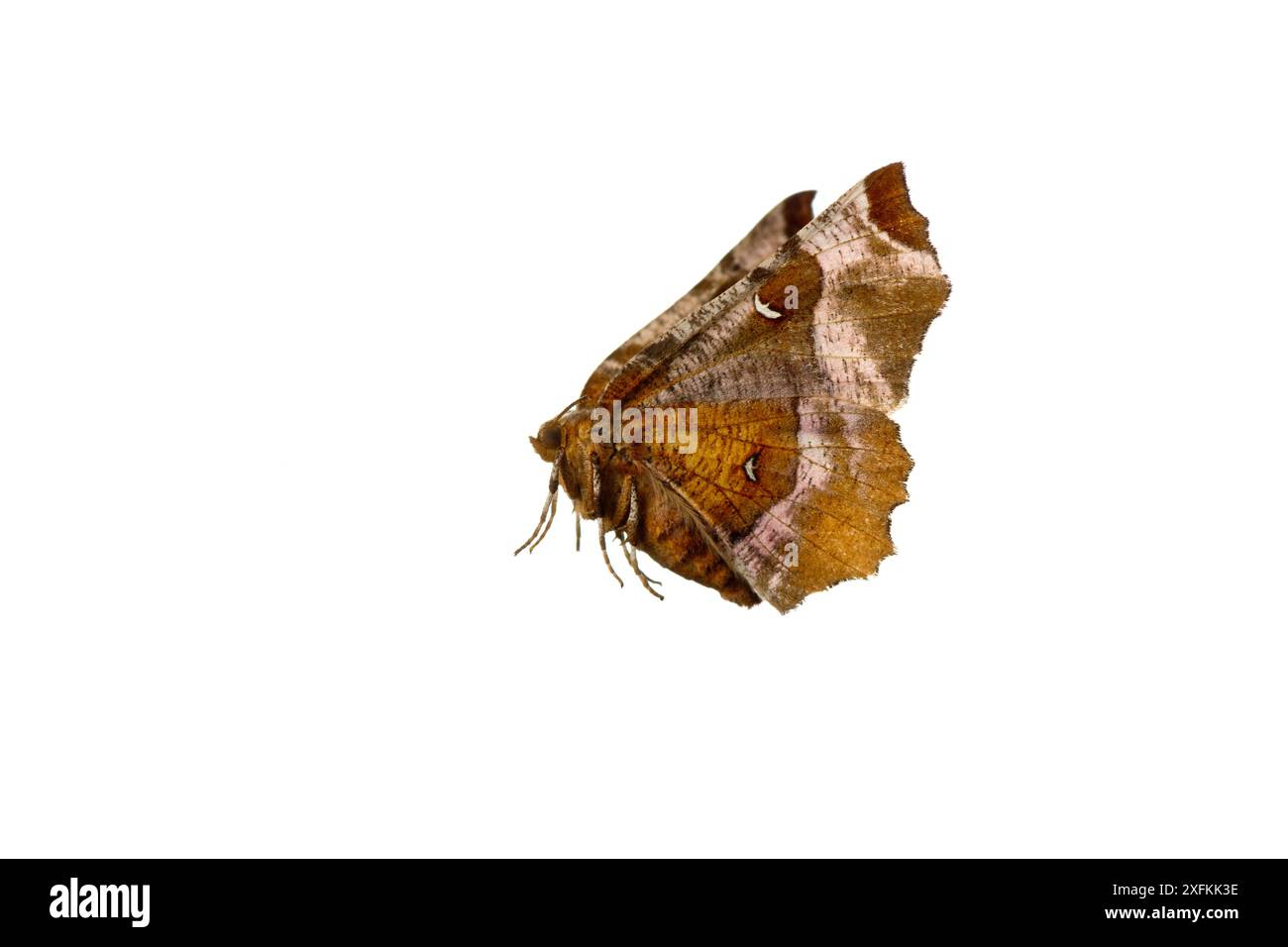 Purpurdornmotte (Selenia tetralunaria), Mechtersheim, Pfalz, Deutschland. Juli. Projekt Meetyourneighbours.net Stockfoto