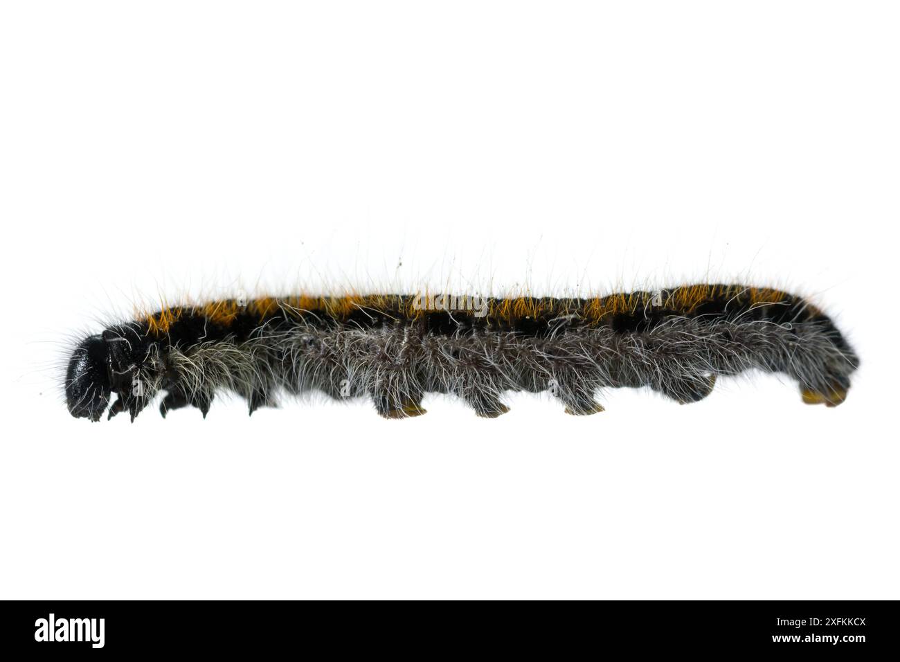 Schwarzer geäderter weißer Schmetterling (Aporia crataegi) caterpillar, Lorsch, Hessen, Deutschland. April. Projekt Meetyourneighbours.net Stockfoto